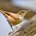 Canyon Wren
